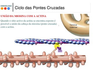 19
CINESIOLOGIACINESIOLOGIA
UNIÃO DA MIOSINA COM A ACTINA
Quando o sítio activo da actina se encontra exposto é
possível a união da cabeça da miosina (ponte cruzada)
com a actina.
Ciclo das Pontes Cruzadas
 