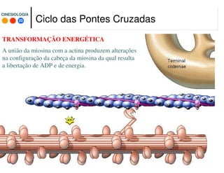 20
CINESIOLOGIACINESIOLOGIA
TRANSFORMAÇÃO ENERGÉTICA
A união da miosina com a actina produzem alterações
na configuração da cabeça da miosina da qual resulta
a libertação de ADP e de energia.
Ciclo das Pontes Cruzadas
 
