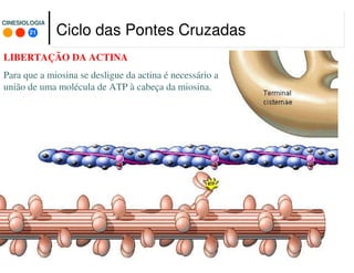 21
CINESIOLOGIACINESIOLOGIA
LIBERTAÇÃO DA ACTINA
Para que a miosina se desligue da actina é necessário a
união de uma molécula de ATP à cabeça da miosina.
Ciclo das Pontes Cruzadas
 