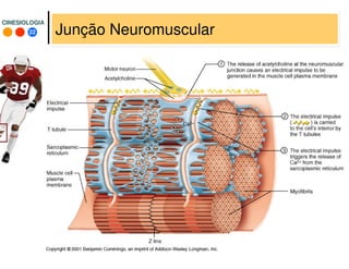22
CINESIOLOGIACINESIOLOGIA
Junção Neuromuscular
 