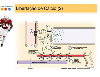 24
CINESIOLOGIACINESIOLOGIA
Libertação de Cálcio (2)
 