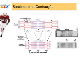 26
CINESIOLOGIACINESIOLOGIA
Sarcómero na Contracção
 