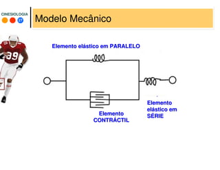 27
CINESIOLOGIACINESIOLOGIA
Modelo Mecânico
ElementoElemento
eleláástico emstico em
SSÉÉRIERIE
ElementoElemento
eleláástico emstico em
SSÉÉRIERIE
Elemento elElemento eláástico em PARALELOstico em PARALELO
ElementoElemento
CONTRCONTRÁÁCTILCTIL
 