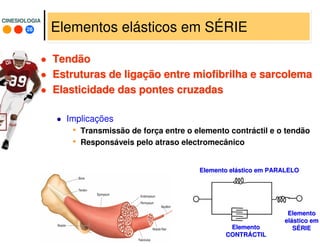 28
CINESIOLOGIACINESIOLOGIA
Elementos elásticos em SÉRIE
TendãoTendão
Estruturas de ligaEstruturas de ligaçção entreão entre miofibrilhamiofibrilha ee sarcolemasarcolema
Elasticidade das pontes cruzadasElasticidade das pontes cruzadas
Implicações
• Transmissão de força entre o elemento contráctil e o tendão
• Responsáveis pelo atraso electromecânico
ElementoElemento
eleláástico emstico em
SSÉÉRIERIE
Elemento elElemento eláástico em PARALELOstico em PARALELO
ElementoElemento
CONTRCONTRÁÁCTILCTIL
 