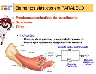 29
CINESIOLOGIACINESIOLOGIA
Elementos elásticos em PARALELO
Membranas conjuntivas de revestimentoMembranas conjuntivas de revestimento
SarcolemaSarcolema
TitinaTitina
Implicações
• Características passivas de elasticidade do músculo
• Deformação depende do alongamento do músculo
ElementoElemento
eleláástico emstico em
SSÉÉRIERIE
Elemento elElemento eláástico em PARALELOstico em PARALELO
ElementoElemento
CONTRCONTRÁÁCTILCTIL
 