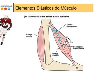 30
CINESIOLOGIACINESIOLOGIA
Elementos Elásticos do Músculo
 