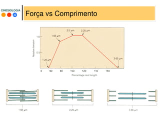 32
CINESIOLOGIACINESIOLOGIA
Força vs Comprimento
 