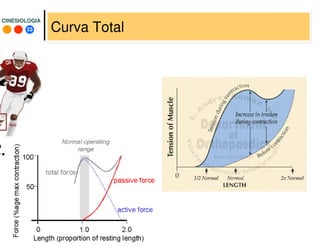 33
CINESIOLOGIACINESIOLOGIA
Curva Total
 