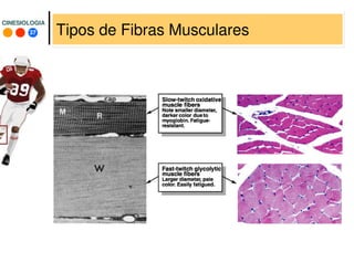 37
CINESIOLOGIACINESIOLOGIA
Tipos de Fibras Musculares
 
