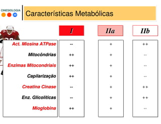 39
CINESIOLOGIACINESIOLOGIA
++
--
--
--
++
++
--
II IIbIIbIIaIIa
+
+
+
+
+
+
+
ActAct.. MiosinaMiosina ATPaseATPase
MitocôndriasMitocôndrias
EnzimasEnzimas MitocondriaisMitocondriais
CapilarizaCapilarizaççãoão
CreatinaCreatina CinaseCinase
EnzEnz.. GlicolGlicolííticasticas
MioglobinaMioglobina
--
++
++
++
--
--
++
Características Metabólicas
 