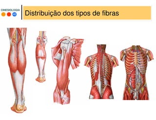 42
CINESIOLOGIACINESIOLOGIA
Distribuição dos tipos de fibras
 