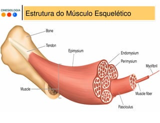 7
CINESIOLOGIACINESIOLOGIA
Estrutura do Músculo Esquelético
 