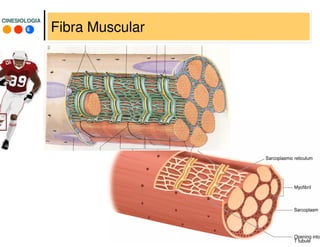 8
CINESIOLOGIACINESIOLOGIA
Fibra Muscular
 