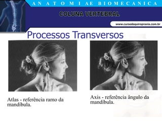CINESIOLOGIA COLUNA VERTEBRAL.pdf aula sobre anatomia e biomecânica da ...