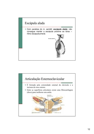 12
Escápula alada
Com paralisia do m. serrátil: escápula alada: não
consegue manter a escápula próxima ao tórax –
ritmo escapuloumeral.
Articulação Esternoclavicular
É formada pela extremidade esternal da clavícula e a
incisura do osso esterno.
Entre as superfícies articulares existe uma fibrocartilagem
(disco) para melhorar esta união.
 