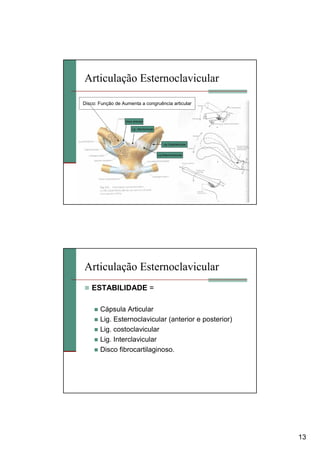 13
Articulação Esternoclavicular
Disco: Função de Aumenta a congruência articular
Disco articular
Lig Costoclavicular
Lig. interclavicular
Lig Esternoclavicular
Articulação Esternoclavicular
ESTABILIDADE =
Cápsula Articular
Lig. Esternoclavicular (anterior e posterior)
Lig. costoclavicular
Lig. Interclavicular
Disco fibrocartilaginoso.
 