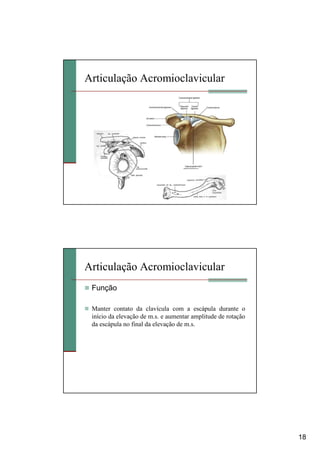 18
Articulação Acromioclavicular
Articulação Acromioclavicular
Função
Manter contato da clavícula com a escápula durante o
início da elevação de m.s. e aumentar amplitude de rotação
da escápula no final da elevação de m.s.
 