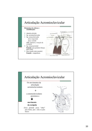 20
Articulação Acromioclavicular
Elementos de reforço e
estabilização:
cápsula articular
lig. acromioclavicular
lig. coracoclavicular
feixe trapezóide
feixe conóide
OBS: limitam a rotação da
escápula
lig. coracoacromial
Função: arco protetor (forças
para cima)
disco (pode estar ausente)
Função: congruência
Os movimentos da
articulação
acromioclaviculares
+
a esternoclaviculares
permitem o
movimento
da escápula
(fossa glenóide possa “olhar”
para frente, para cima ou para
baixo)
Articulação Acromioclavicular
 