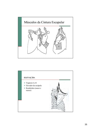 35
Músculos da Cintura Escapular
ELEVAÇÃO:
Trapézio I e II
Elevador da escápula
Rombóides (maior e
menor)
 
