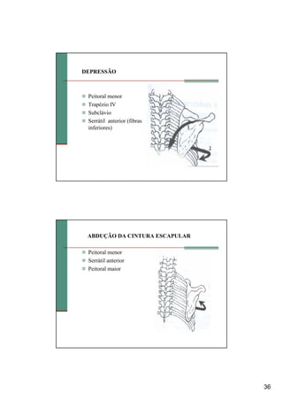36
DEPRESSÃO
Peitoral menor
Trapézio IV
Subclávio
Serrátil anterior (fibras
inferiores)
ABDUÇÃO DA CINTURA ESCAPULAR
Peitoral menor
Serrátil anterior
Peitoral maior
 