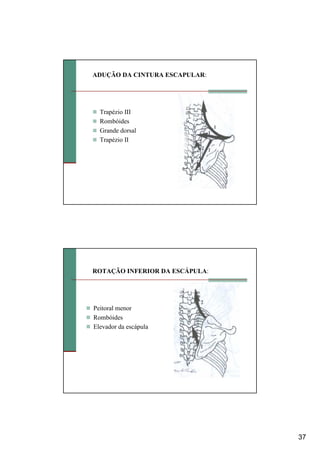 37
ADUÇÃO DA CINTURA ESCAPULAR:
Trapézio III
Rombóides
Grande dorsal
Trapézio II
ROTAÇÃO INFERIOR DA ESCÁPULA:
Peitoral menor
Rombóides
Elevador da escápula
 