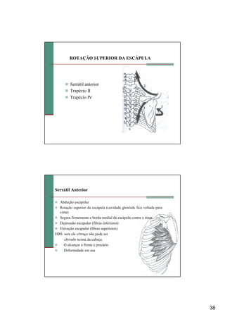 38
ROTAÇÃO SUPERIOR DA ESCÁPULA
Serrátil anterior
Trapézio II
Trapézio IV
Serrátil Anterior
Abdução escapular
Rotação superior da escápula (cavidade glenóide fica voltada para
cima)
Segura firmemente a borda medial da escápula contra o tórax
Depressão escapular (fibras inferiores)
Elevação escapular (fibras superiores)
OBS: sem ele o braço não pode ser
elevado acima da cabeça.
O alcançar à frente é precário
Deformidade em asa
 