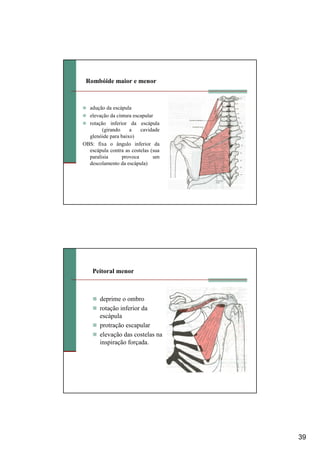 39
Rombóide maior e menor
adução da escápula
elevação da cintura escapular
rotação inferior da escápula
(girando a cavidade
glenóide para baixo)
OBS: fixa o ângulo inferior da
escápula contra as costelas (sua
paralisia provoca um
descolamento da escápula)
Peitoral menor
deprime o ombro
rotação inferior da
escápula
protração escapular
elevação das costelas na
inspiração forçada.
 