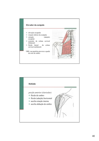 40
Elevador da escápula
elevação escapular
rotação inferior da escápula
retração (adução)
escapular
extensão da coluna cervical
(bilateral)
flexão lateral da coluna
cervical (unilateral)
OBS: sua paralisia provoca a queda
do coto do ombro
Deltóide
porção anterior (clavicular):
flexão do ombro
flexão (adução) horizontal
auxilia rotação interna
auxilia abdução do ombro
 
