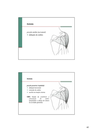 41
Deltóide
porção média (acromial)
abdução do ombro
Deltóide
porção posterior (espinhal)
abdução horizontal
extensão do ombro
auxilia na rotação externa
OBS: função de estabilizar a
articulação do ombro
(projetando a cabeça do úmero
na cavidade glenóide)
 