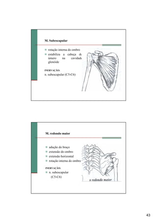 43
M. Subescapular
rotação interna do ombro
estabiliza a cabeça do
úmero na cavidade
glenóide
INERVAÇÃO:
n. subescapular (C5-C6)
M. redondo maior
adução do braço
extensão do ombro
extensão horizontal
rotação interna do ombro
INERVAÇÃO:
n. subescapular
(C5-C6)
 