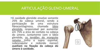 ARTICULAÇÃO GLENO-UMERAL
A cavidade glenóide envolve somente
25% da cabeça umeral, sendo a
participação de uma estrutura
fibrocartilaginosa, chamada lábio
glenóide, responsável por aumentar
em 75% a área de contato na cabeça
do úmero. Juntamente com o lábio
glenóide, os tendões do manguito
rotador (infra e supra espinhal,
subescapular e redondo menor)
auxiliam na fixação da cabeça do
úmero à cavidade.
 
