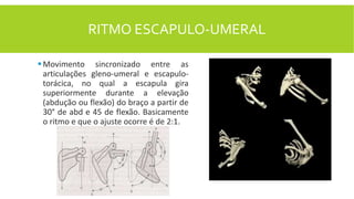 RITMO ESCAPULO-UMERAL
Movimento sincronizado entre as
articulações gleno-umeral e escapulo-
torácica, no qual a escapula gira
superiormente durante a elevação
(abdução ou flexão) do braço a partir de
30° de abd e 45 de flexão. Basicamente
o ritmo e que o ajuste ocorre é de 2:1.
 