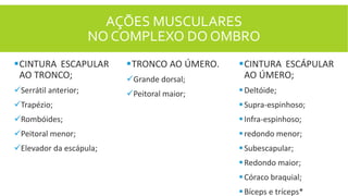 AÇÕES MUSCULARES
NO COMPLEXO DO OMBRO
CINTURA ESCAPULAR
AO TRONCO;
Serrátil anterior;
Trapézio;
Rombóides;
Peitoral menor;
Elevador da escápula;
TRONCO AO ÚMERO.
Grande dorsal;
Peitoral maior;
CINTURA ESCÁPULAR
AO ÚMERO;
Deltóide;
Supra-espinhoso;
Infra-espinhoso;
redondo menor;
Subescapular;
Redondo maior;
Córaco braquial;
Bíceps e tríceps*
 