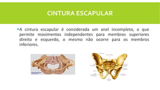 CINTURA ESCAPULAR
A cintura escapular é considerada um anel incompleto, o que
permite movimentos independentes para membros superiores
direito e esquerdo, o mesmo não ocorre para os membros
inferiores.
 