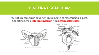 CINTURA ESCAPULAR
A cintura escapular deve ser inicialmente compreendida a partir
das articulações esternoclavicular e da acromioclavicular.
 