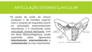 ARTICULAÇÃO ESTERNO CLAVICULAR
O ponto de união da cintura
escapular e do membro superior
com o restante do esqueleto ocorre
na articulação esternoclavicular
(manúbrio), e é classificada como
articulação sinovial deslizante, com
um disco fibrocartilaginoso, sendo
suportada pelos ligamentos
interclavicular, esternoclavicular e
costoclavicular (o mais importante).
 
