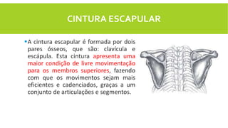 CINTURA ESCAPULAR
A cintura escapular é formada por dois
pares ósseos, que são: clavícula e
escápula. Esta cintura aprese...