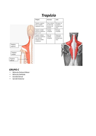 • A escápula fica afixada às costelas através dos músculos e permite movimento de rotação da escápula sobre o
tórax
• Arti...