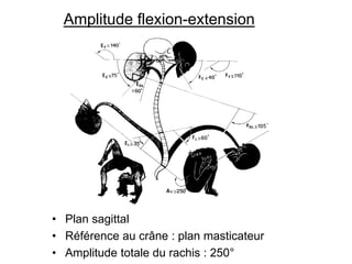 Amplitude flexion-extension
• Plan sagittal
• Référence au crâne : plan masticateur
• Amplitude totale du rachis : 250°
 