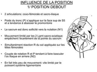 INFLUENCE DE LA POSITION
1/ POSITION DEBOUT
• 2 articulations: coxo-fémorale et sacro-iliaque
• Poids du tronc (P) s’appli...