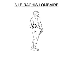 3.LE RACHIS LOMBAIRE
 