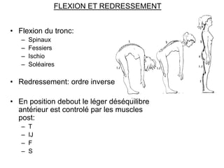 FLEXION ET REDRESSEMENT
• Flexion du tronc:
– Spinaux
– Fessiers
– Ischio
– Soléaires
• Redressement: ordre inverse
• En p...