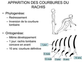 APPARITION DES COURBURES DU
RACHIS
• Phylogenèse:
– Redressement
– Inversion de la courbure
lombaire
• Ontogenèse:
– Même ...