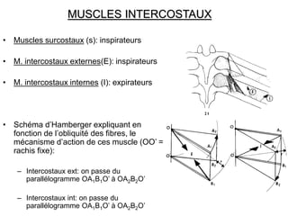 MUSCLES INTERCOSTAUX
• Muscles surcostaux (s): inspirateurs
• M. intercostaux externes(E): inspirateurs
• M. intercostaux internes (I): expirateurs
• Schéma d’Hamberger expliquant en
fonction de l’obliquité des fibres, le
mécanisme d’action de ces muscle (OO’ =
rachis fixe):
– Intercostaux ext: on passe du
parallélogramme OA1B1O’ à OA2B2O’
– Intercostaux int: on passe du
parallélogramme OA1B1O’ à OA2B2O’
 