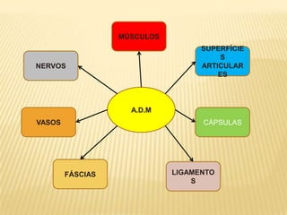 MÚSCULOS
                                   SUPERFÍCIE
                                        S
NERVOS                             ARTICULAR
                                       ES



                    A.D.M
VASOS                              CÁPSULAS




        FÁSCIAS              LIGAMENTO
                                 S
 