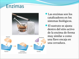 Enzimas
          Las enzimas son los
           catalizadores en los
           sistemas biológicos.
          El sustrato se ajusta
           dentro del sitio activo
           de la enzima de forma
           muy similar a como
           una llave encaja en
           una cerradura.
 