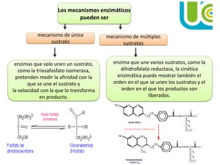 Los mecanismos enzimáticos
pueden ser
mecanismo de único
sustrato
mecanismo de múltiples
sustratos
enzimas que solo unen un sustrato,
como la triosafosfato isomerasa,
pretenden medir la afinidad con la
que se une el sustrato y
la velocidad con la que lo transforma
en producto.
enzima que une varios sustratos, como la
dihidrofolato reductasa, la cinética
enzimática puede mostrar también el
orden en el que se unen los sustratos y el
orden en el que los productos son
liberados.
 