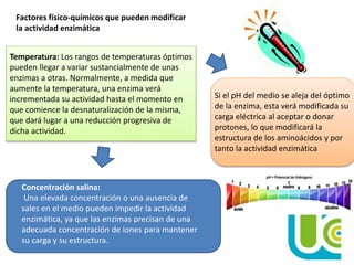 Factores físico-químicos que pueden modificar
la actividad enzimática
Concentración salina:
Una elevada concentración o una ausencia de
sales en el medio pueden impedir la actividad
enzimática, ya que las enzimas precisan de una
adecuada concentración de iones para mantener
su carga y su estructura.
Temperatura: Los rangos de temperaturas óptimos
pueden llegar a variar sustancialmente de unas
enzimas a otras. Normalmente, a medida que
aumente la temperatura, una enzima verá
incrementada su actividad hasta el momento en
que comience la desnaturalización de la misma,
que dará lugar a una reducción progresiva de
dicha actividad.
Si el pH del medio se aleja del óptimo
de la enzima, esta verá modificada su
carga eléctrica al aceptar o donar
protones, lo que modificará la
estructura de los aminoácidos y por
tanto la actividad enzimática
 