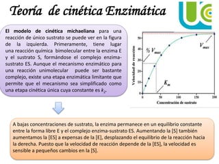 Teoría de cinética Enzimática
El modelo de cinética michaeliana para una
reacción de único sustrato se puede ver en la figura
de la izquierda. Primeramente, tiene lugar
una reacción química bimolecular entre la enzima E
y el sustrato S, formándose el complejo enzima-
sustrato ES. Aunque el mecanismo enzimático para
una reacción unimolecular puede ser bastante
complejo, existe una etapa enzimática limitante que
permite que el mecanismo sea simplificado como
una etapa cinética única cuya constante es k2.
A bajas concentraciones de sustrato, la enzima permanece en un equilibrio constante
entre la forma libre E y el complejo enzima-sustrato ES. Aumentando la [S] también
aumentamos la [ES] a expensas de la [E], desplazando el equilibrio de la reacción hacia
la derecha. Puesto que la velocidad de reacción depende de la [ES], la velocidad es
sensible a pequeños cambios en la [S].
 