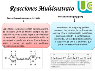 Reacciones Multisustrato
Mecanismo de complejo ternario
Mecanismo de ping-pong
Las enzimas (E) que presentan este mecanismo
de reacción unen al mismo tiempo los dos
sustratos (A y B), dando lugar a un complejo
ternario EAB. El orden secuencial de unión de
los sustratos puede ser al azar (mecanismo al
azar) o seguir un orden en particular
(mecanismo ordenado)
mecanismo de ping-pong pueden
presentar dos estados, la conformación
normal (E) y la conformación modificada
químicamente (E*) o conformación
intermedia. En este tipo de mecanismo,
el sustrato A se une a la enzima E, que
pasa a un estado intermedio E
 